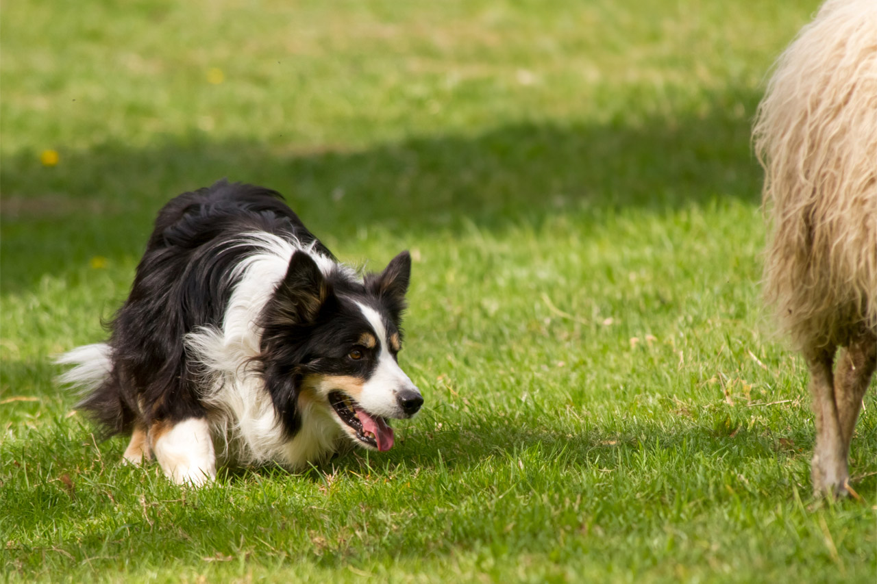 Kampagnensteuerung: Kontinuierliches Projektmanagement und Controlling in der Telefonakquise (am Beispiel eines Border Collie-Hütehundes)