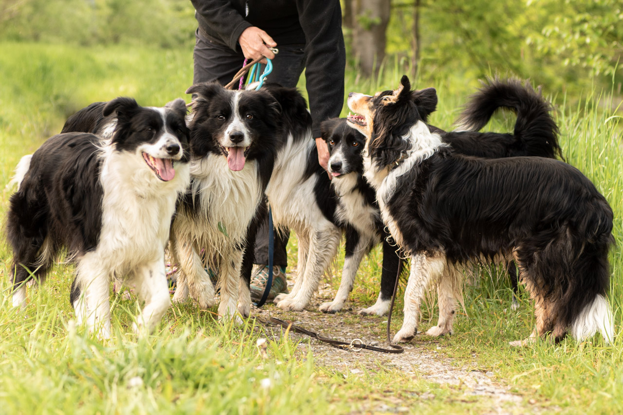 Kampagnensteuerung in der Telefonakquise: Ausbildung neuer Vertriebsmitarbeiter nach festem System (am Beispiel der Ausbildung von Border Collies)